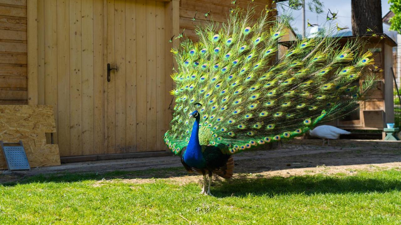 Farma Zelena Ruza Villa Klacno Luaran gambar