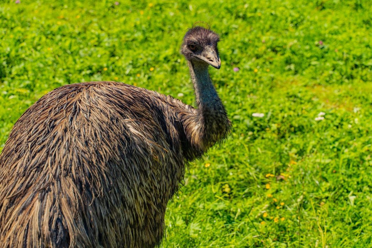 Farma Zelena Ruza Villa Klacno Luaran gambar