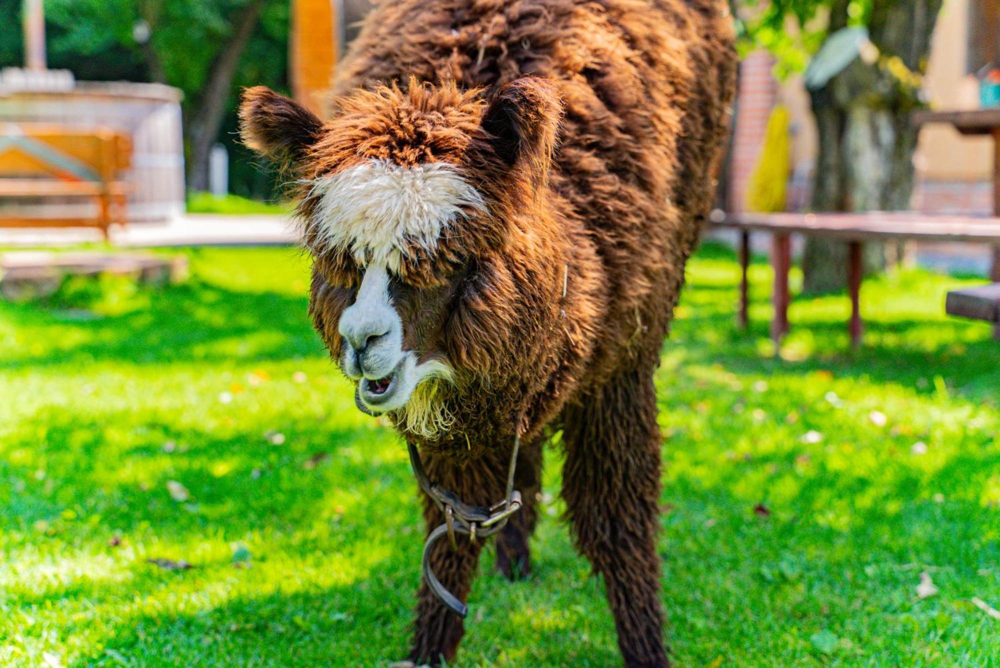 Farma Zelena Ruza Villa Klacno Luaran gambar